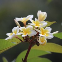 Plumeria